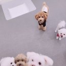 내 강아지의 봄 일산애견유치원&애견호텔 이미지
