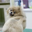 루나아트