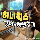허니웍스 | 포항 강아지동반 카페 허니웍스 내돈내산 후기