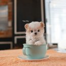 도로시 퍼피 이미지