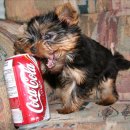 작은깡통 이미지