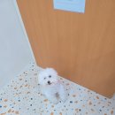 송이애견 | 익산애견미용 익산푸들미용 후기 │ 송이 6mm 스포팅 테디베어컷 2번째 방문 🐶