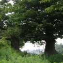 위드미김천교동점 | 四字成語 총정리 <ㄱ> 800 교도작업~교란전술