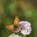 삶과글쓰기 이미지