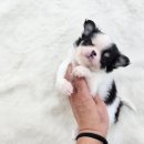 베리독 강아지고양이 평택본점 이미지