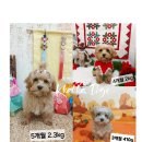 까까보개 이미지