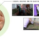 오운산석가명차