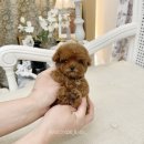 옥정강아지 이미지