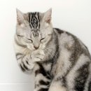 고양이세수 이미지