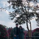 포니제주 이미지