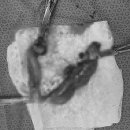 엑슬루 동물병원 이미지