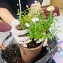 새 봄 쉽게 가꾸는 실내 가드닝 | [공지] 용인 남사화훼단지 에르베플라워아울렛 후기｜봄꽃 화분 분갈이 방법 초보자도 쉽게