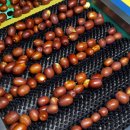 드림농원 이미지