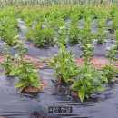 중인농장 이미지