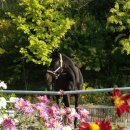 대덕승마장 이미지