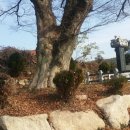 새터 대평농장 Daum카페