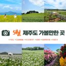 조천읍 와흘메밀마을 | [공지] 5월 제주도 가볼만한 곳, 여행코스, 날씨, 옷차림 정보(가파도, 오라동메밀밭, 아일로사 등)