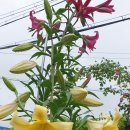 보리수미용실 이미지