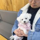워니시티 | 마산 실내 애견카페 / 애견유치원 &#39;워니시티&#39; 다녀왔어요!