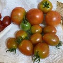 솔밭농장 이미지