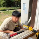 댄싱도그 이미지