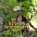 주름잎 이미지
