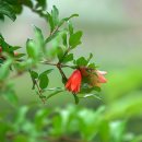 효자 이면주 정려 이미지