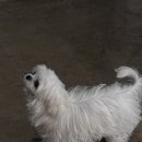 토리키치 옥수역점