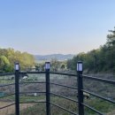 나무들의 수다 이미지