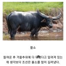 카이막의 왕국이 될 수도 있었던 한국 이미지