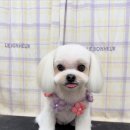 탱스땡스 이미지