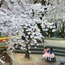 24시빨래터 | 대구 벚꽃 앞산 빨래터공원 수양벚꽃 명소 실시간 만개 개화시기