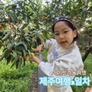 돌집농장 | 제주겨울여행 고찌올레/1100고지/아이랑 천혜향체험/돌집