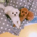 언니네강아지 - 순천시 삼산로 92-22 | 언니네강아지