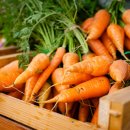 당근(carrot) 이미지