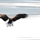 오리사냥 이미지