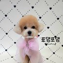 포댕포댕 이미지