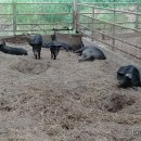 돼지농장 이미지