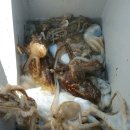 왕쭈꾸미 이미지