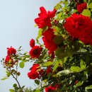 장미공원A 이미지