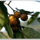 뜨락풍경 이미지