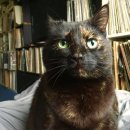 마! 주인 이미지