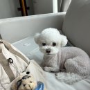 도그스푼 이미지