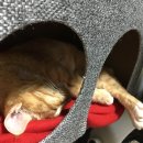 다사종합동물병원 네이버블로그