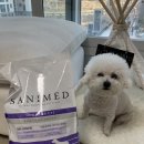 도레미펜션 | 프리미엄 사료추천 세니메드 스킨 센서티브 3.12KG 먹여본후기