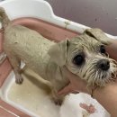 블링블링하개 이미지