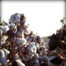 목화농장 이미지