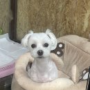 마마펫살롱 이미지