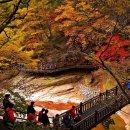 제317차 강원도 양양군 서면 남설악 주전골 단풍 트레킹 공지 이미지