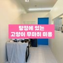 묘묘 고양이 미용실 | [묘묘 고양이 미용실] 아산|배방|탕정|천안근처 고양이 무마취 미용 추천, 찐 후기